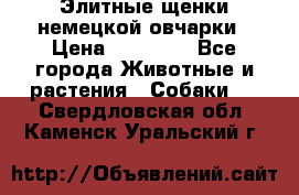 Элитные щенки немецкой овчарки › Цена ­ 30 000 - Все города Животные и растения » Собаки   . Свердловская обл.,Каменск-Уральский г.